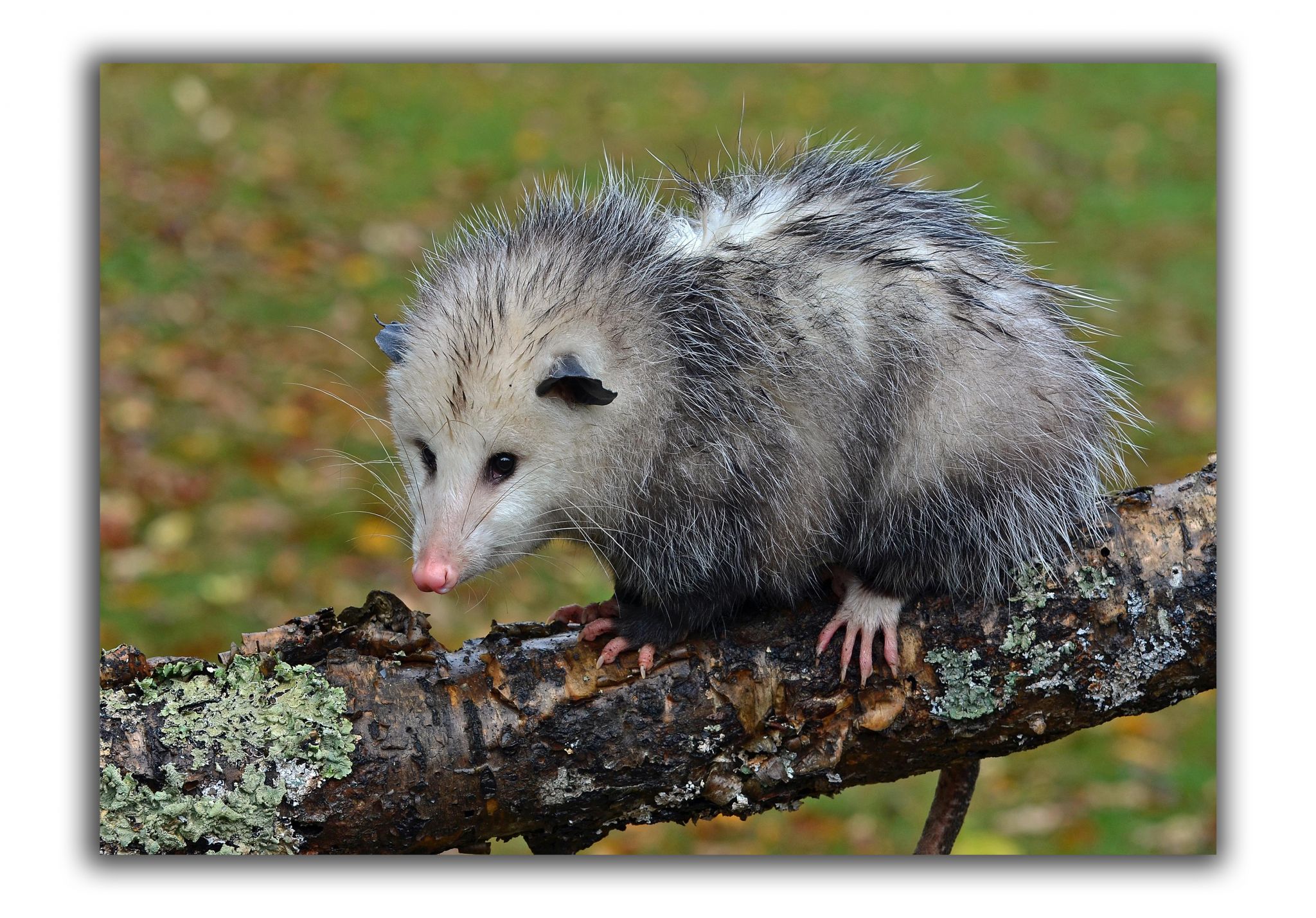 opossum webkinz