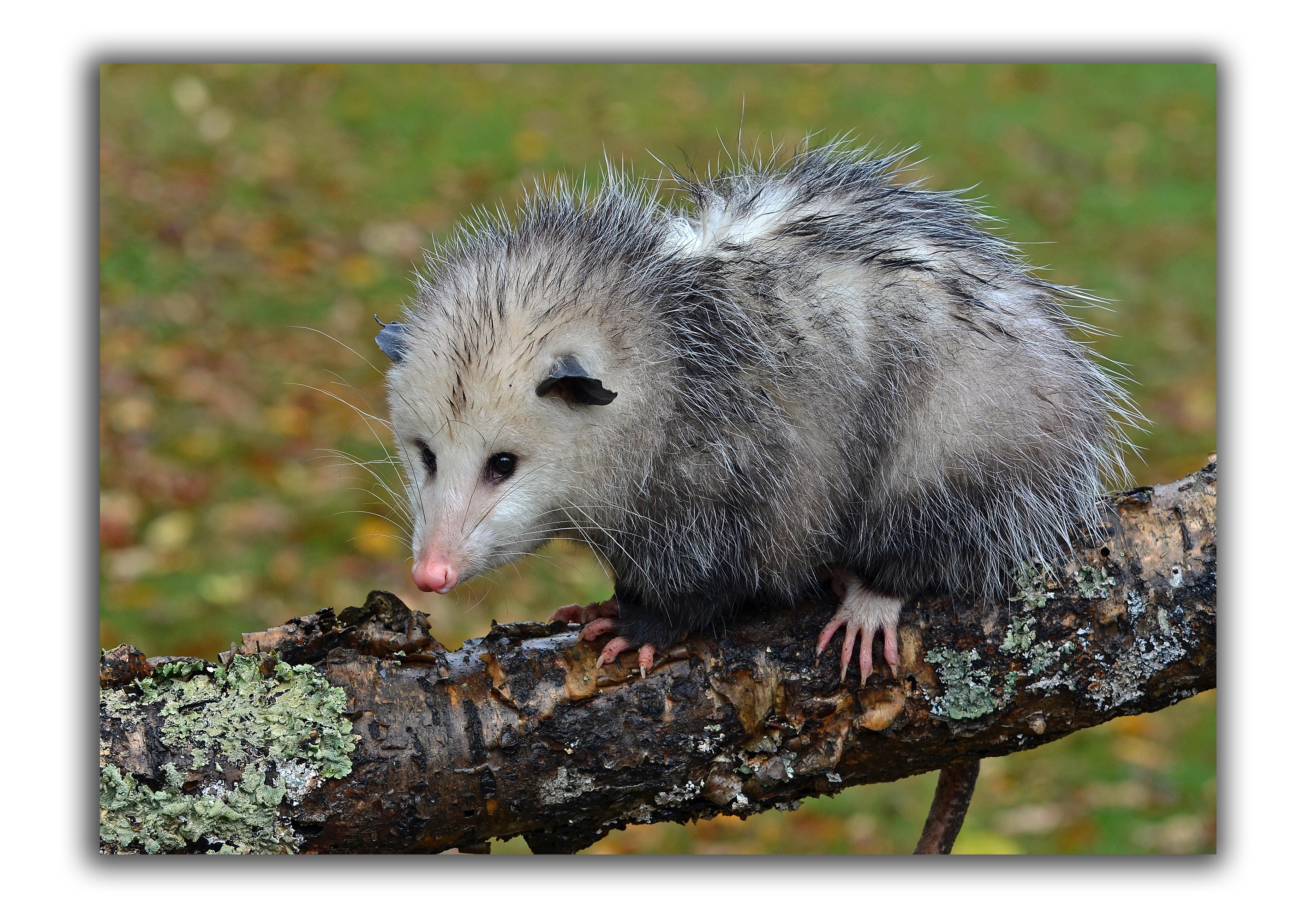 Opossum | Critter Control Of The Triangle