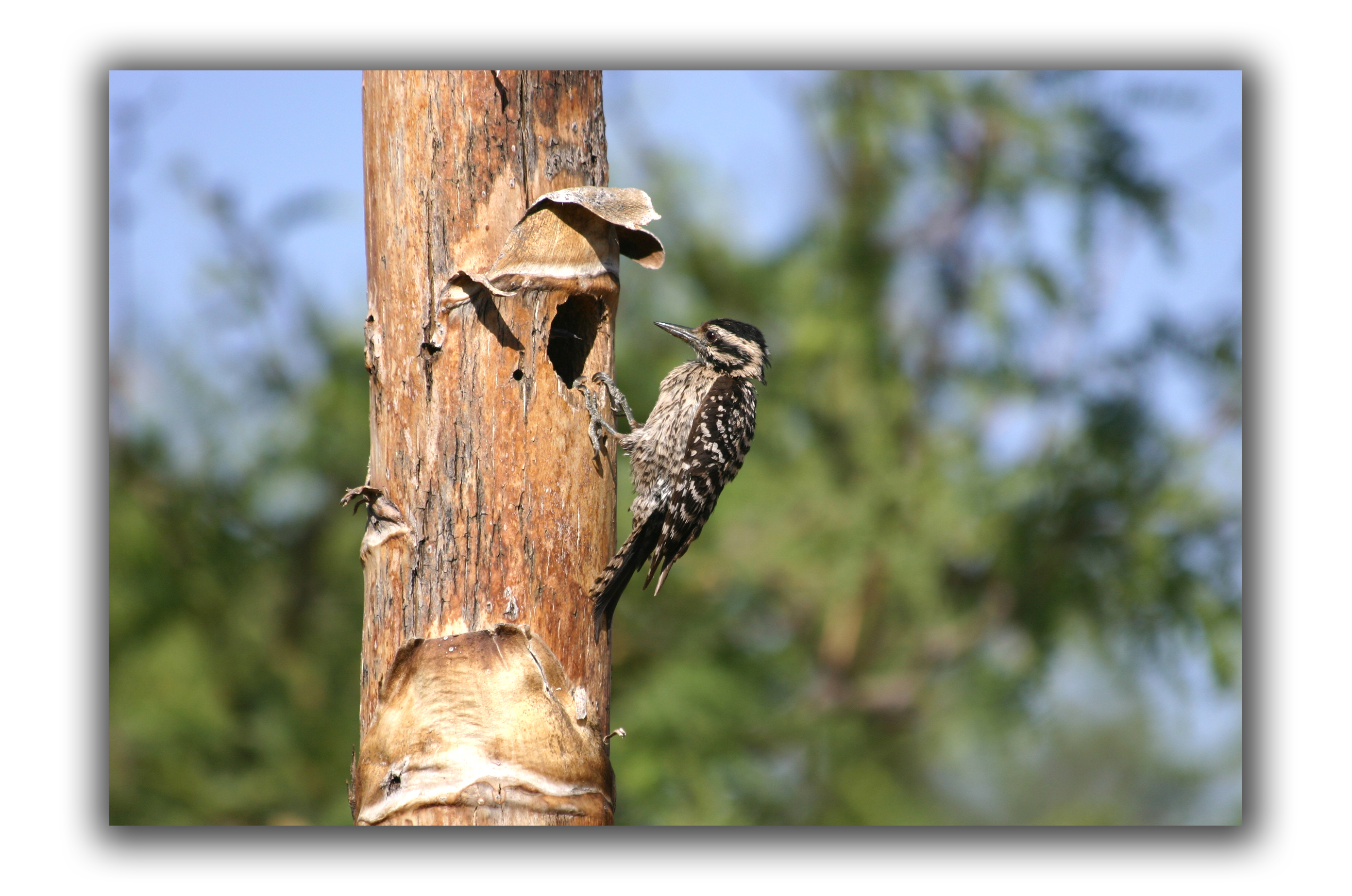 Fayetteville Woodpeckers - Before he was hurling in the