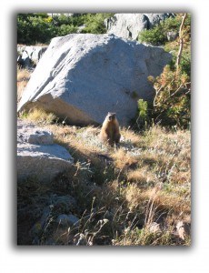 groundhog raleigh removal critter control