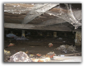 crawl space critter control removal raleigh restoration