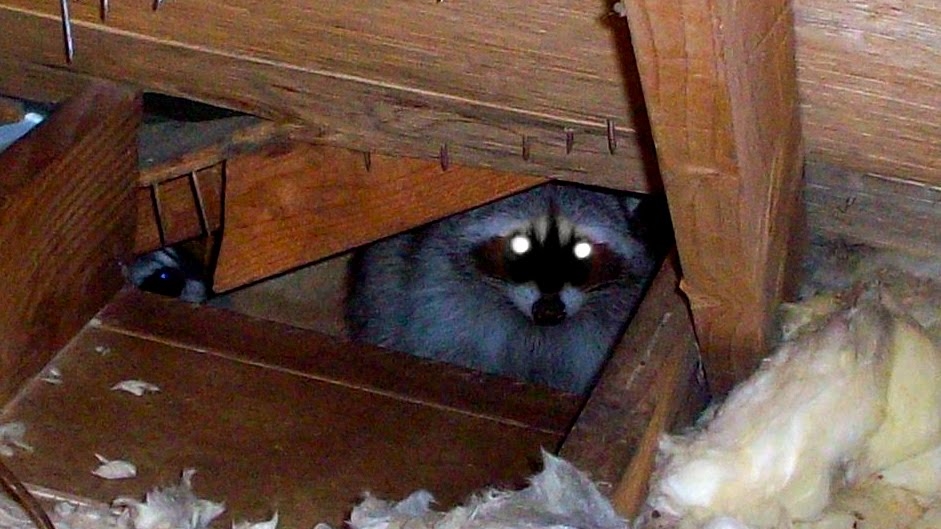 Animal in Attic Removal - Removal Animal from Attic - National Wildlife  Removal