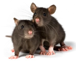 rats critter control removal raleigh