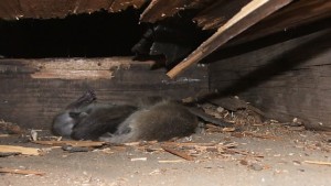 raleigh crawl space attic animal removal