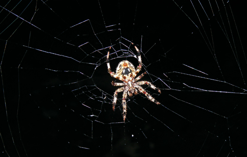Spiders of North Carolina