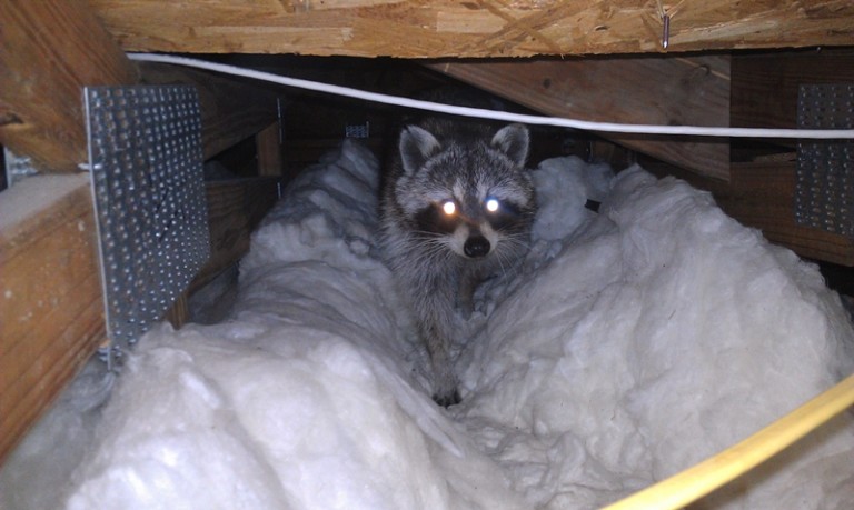 crawl space animal removal raleigh | Critter Control of the Triangle