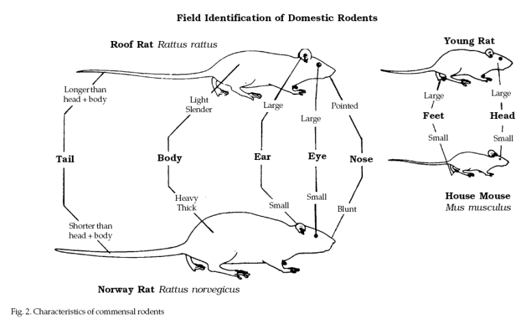 mouse rat what’s different raleigh animals | Critter Control of the ...