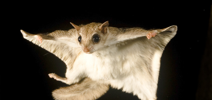 Southern Flying Squirrels – The Most Common Rodent Youve Never Seen  Critter Control 