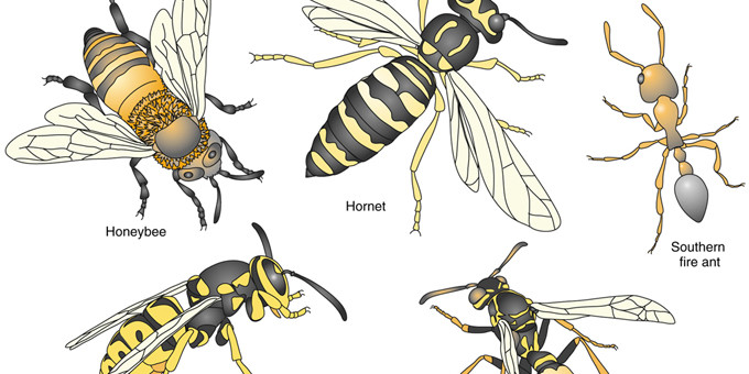 Yellow Jacket Hornets, Bee and Hornet Identification