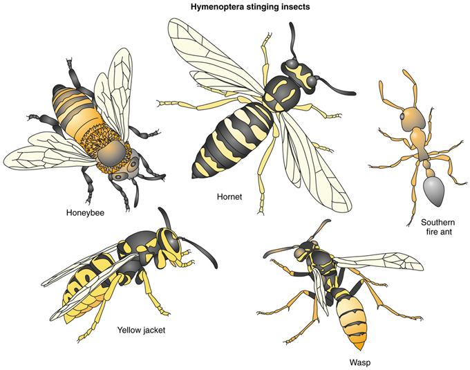 Yellow Jacket Hornets, Bee and Hornet Identification