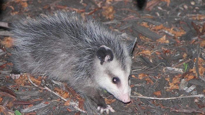 Opossums and Raccoons in the Carolina Summer | Critter Control of the ...