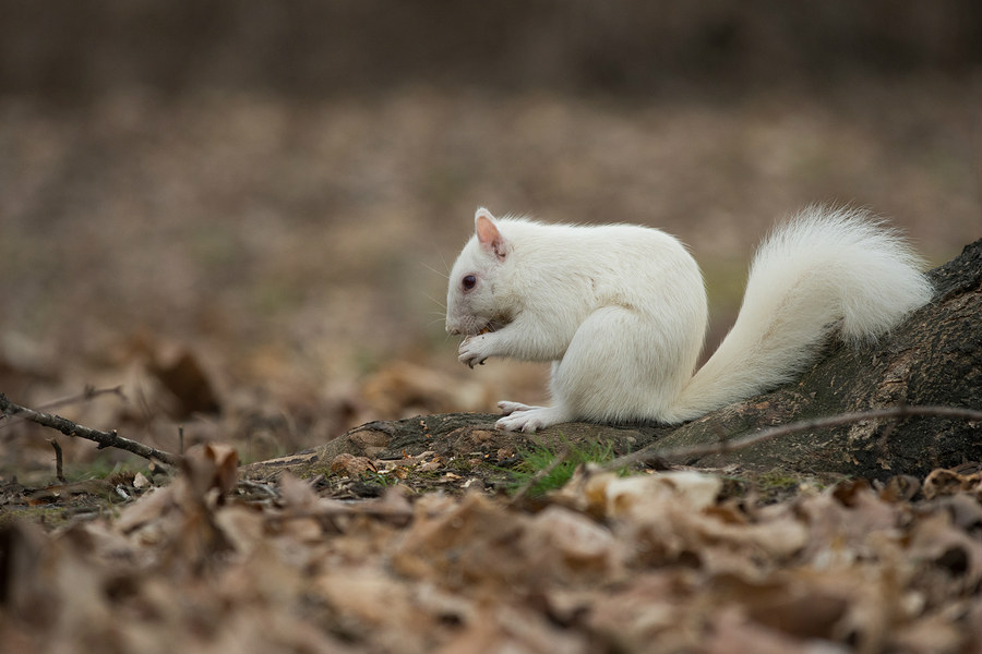 hairless squirrel