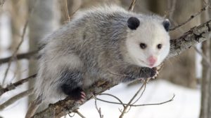 opossum on a tree limb