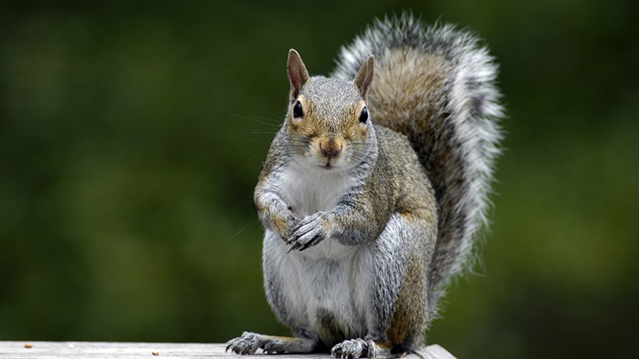 1 RAT - SQUIRREL TRAP MULTI CATCH. TRAP CAN BE USED ON BOTH RAT & SQUIRRELS