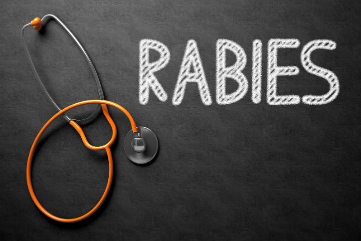 what-is-rabies-what-animals-have-rabies | Critter Control of the Triangle