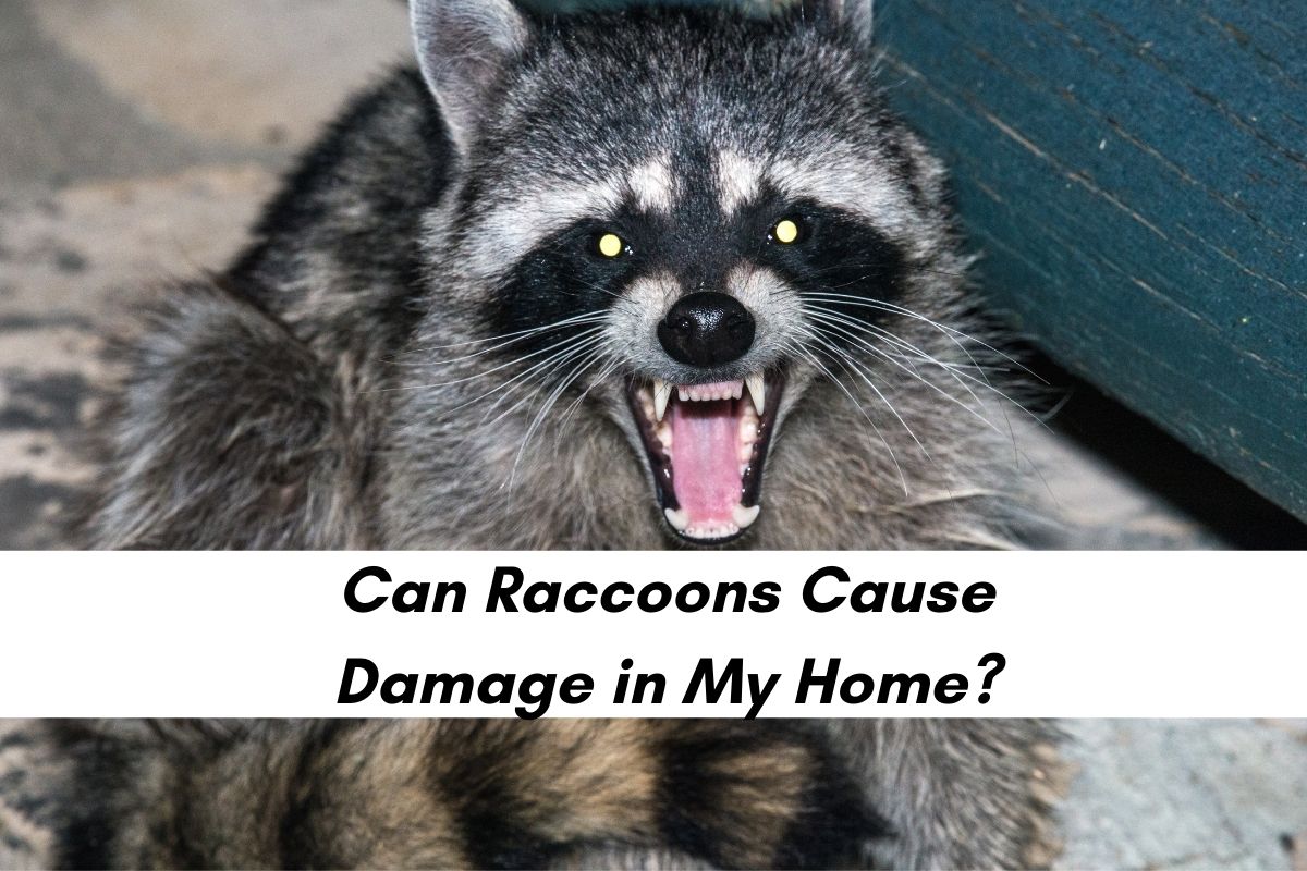 Trash Panda Raccoon Meme Explained